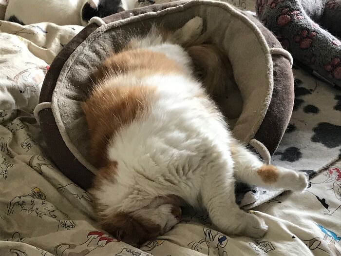 Jasper Needs A Bigger Bed
