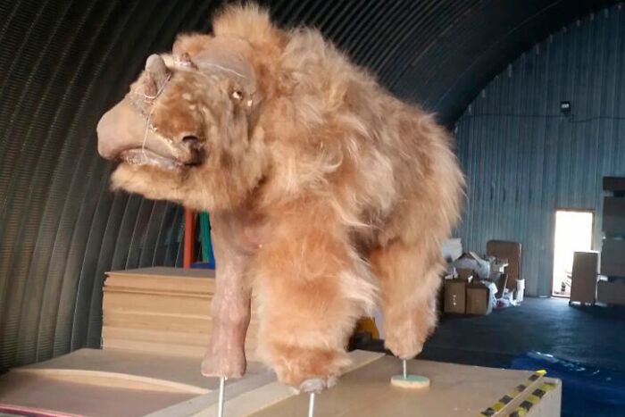 Scientists Discover 80% Preserved 50k-Year-Old Woolly Rhino Remains With Its Last Meal Still Intact