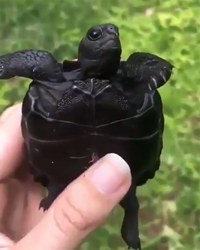 Shadow Turtle!