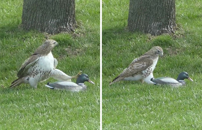 Hawk Is Completely Confused As To Why This “Duck” Isn’t Responding To Its Threats