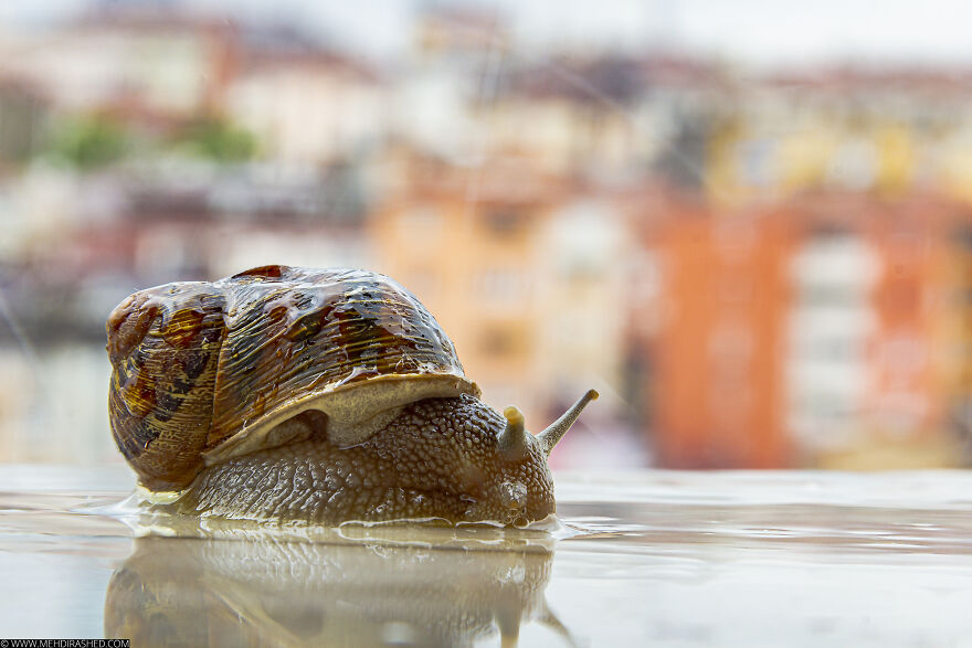 I Had A Guest Once For A Day, And All I Wanted To Know Was "How A Snail Could Climb Up A 6-Story Building?" Sadly Snails Don't Talk Much!