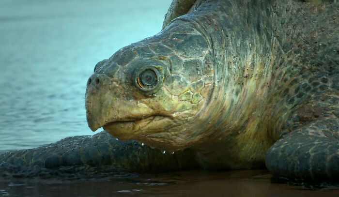 Hay 428000 personas fascinadas por este video de un robot tortuga que grabó a 20000 tortugas desovando en Costa Rica