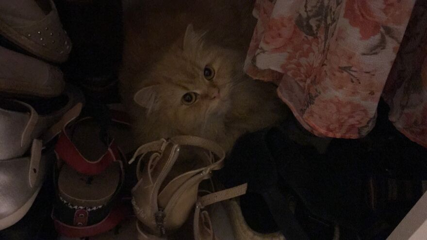 My Kitty, Rosemary (Or Romy), Hiding Amongst My Clothing
