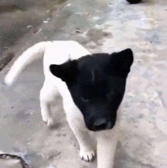Perro blanco con cabeza negra