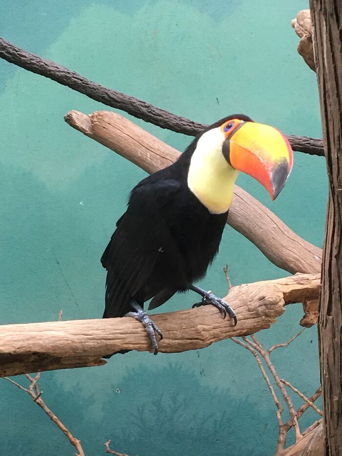 Went To The Bronx Zoo In NYC, And Saw This Toucan. I Snapped The Pic Right Before It Flew Away.