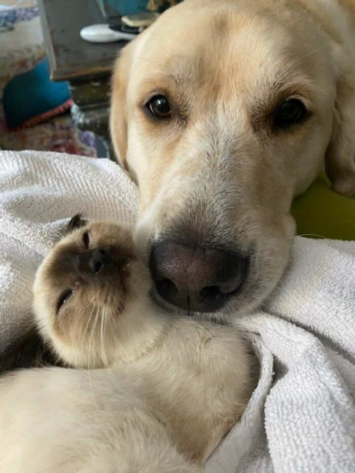Giant Lab Befriends Distressed Siamese Kitten, Helps It Calm Down And Adapt To Its New Forever Home