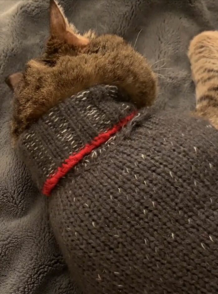 “He’ll Cry And Complain For Hours”: 18-Year-Old Cat Cries If His Sweater Is Taken Off