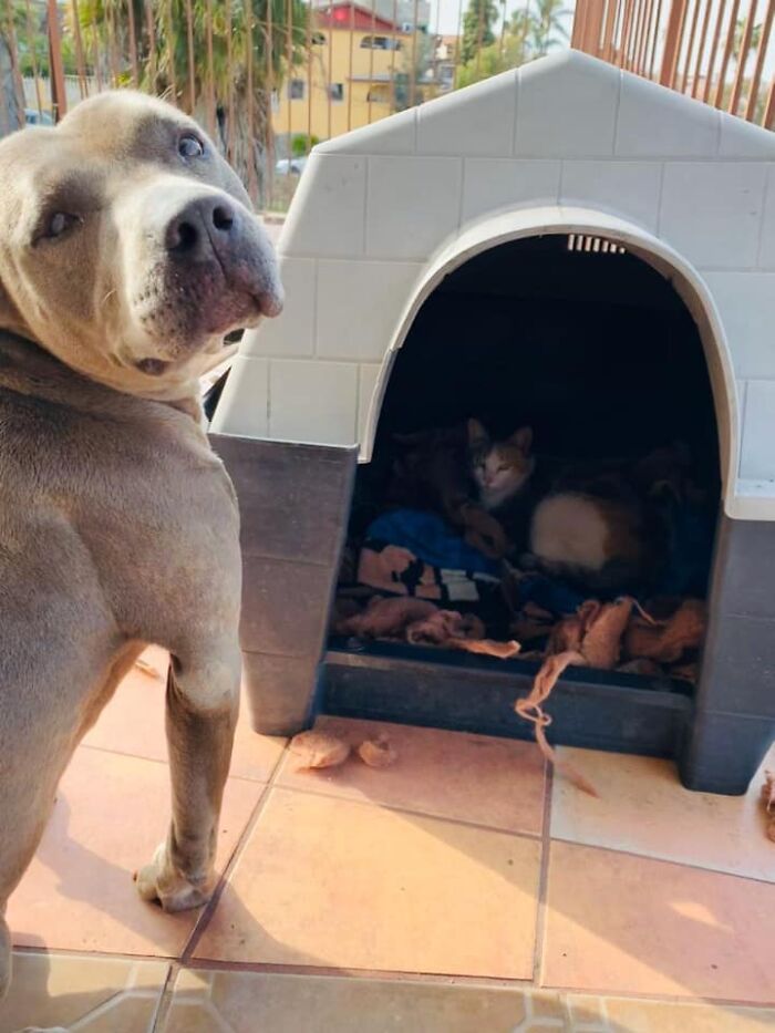 Pit Bull Kindly Asks Owners To Allow A Pregnant Cat Inside So It Can Give Birth
