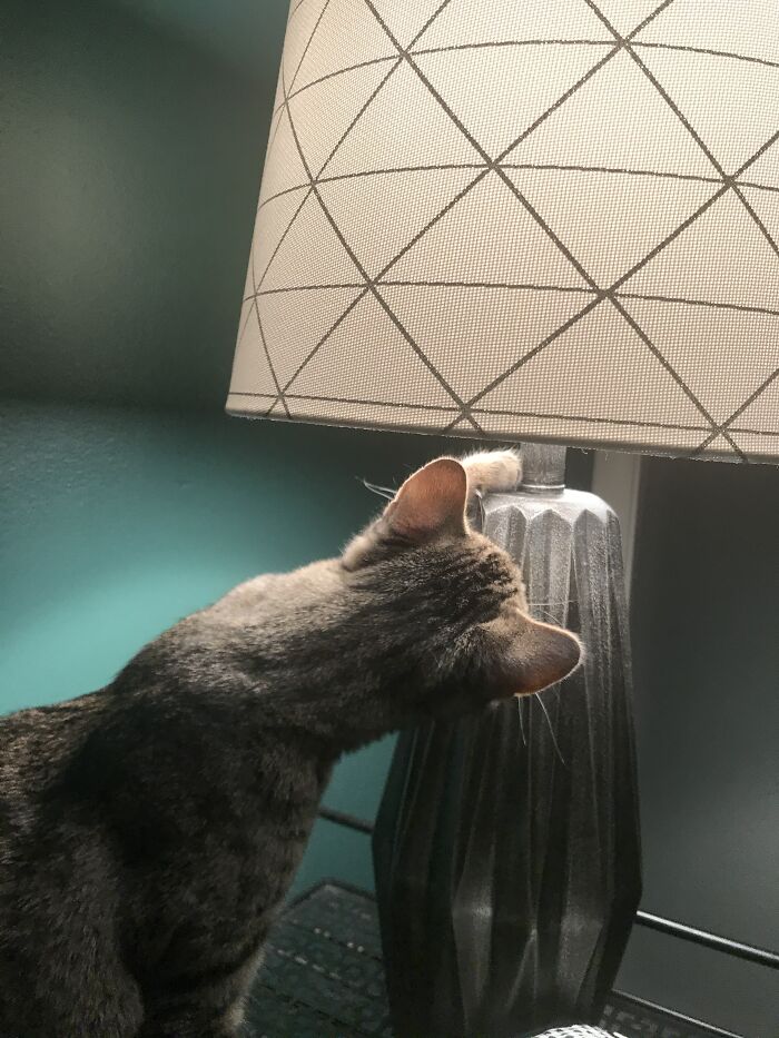 Turning On Lamp