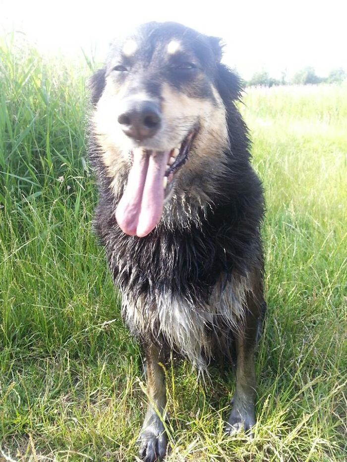 Tara, My Very Stinking And Dirty Dog After A Walk In The Forrest And After A Swim In Very Very Dirty Water