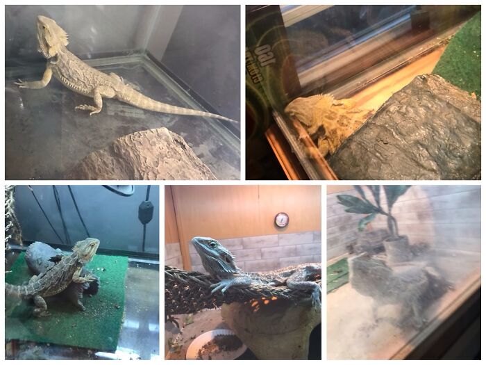 I Have 5 Bearded Dragons