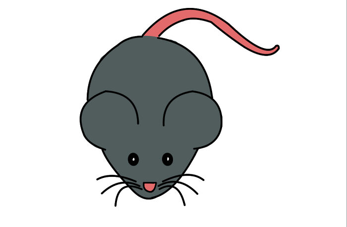 It’s A Rat Not! A Mouse!