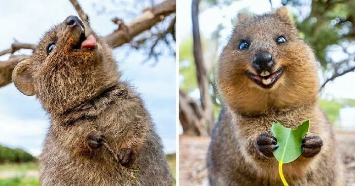 Here Are 40 Adorable, Scary, And Weird Australian Animals I Gathered |  Bored Panda