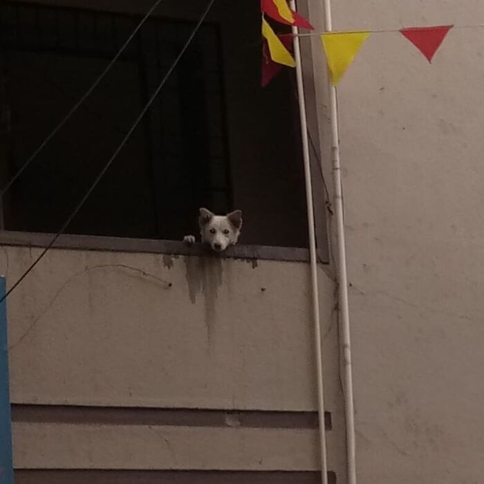 Balcony Dog
