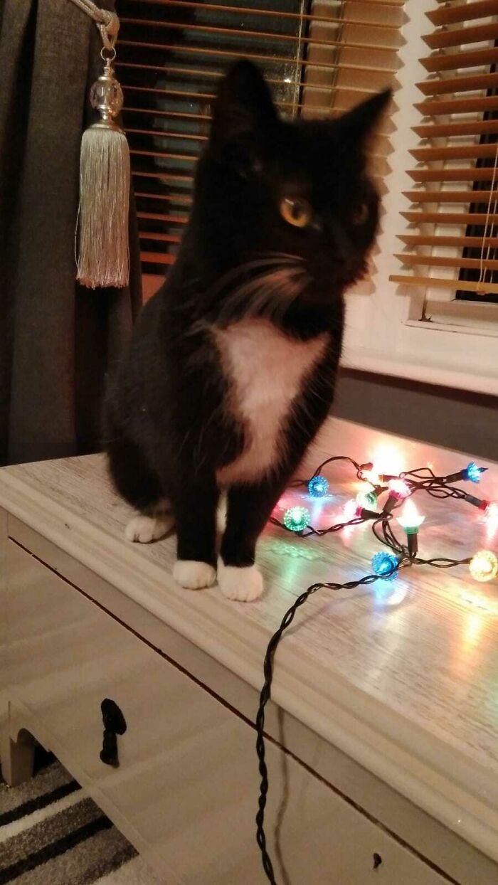 My Fluffy Baby Bessie , Highly Offended By Fairylights
