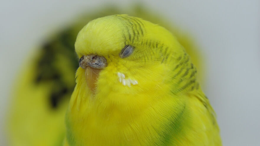 Budgie Youtube Channel Where You Can Learn About Keeping These Gentle Birds Healthy Budgie Youtube Channel Where You Can Learn About Keeping These Gentle Birds Healthy