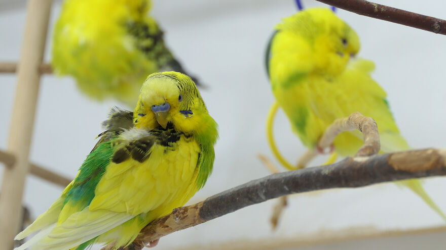 Budgie Youtube Channel Where You Can Learn About Keeping These Gentle Birds Healthy Budgie Youtube Channel Where You Can Learn About Keeping These Gentle Birds Healthy