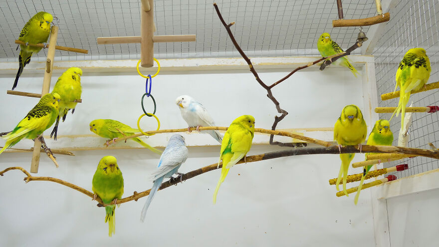 Budgie Youtube Channel Where You Can Learn About Keeping These Gentle Birds Healthy Budgie Youtube Channel Where You Can Learn About Keeping These Gentle Birds Healthy