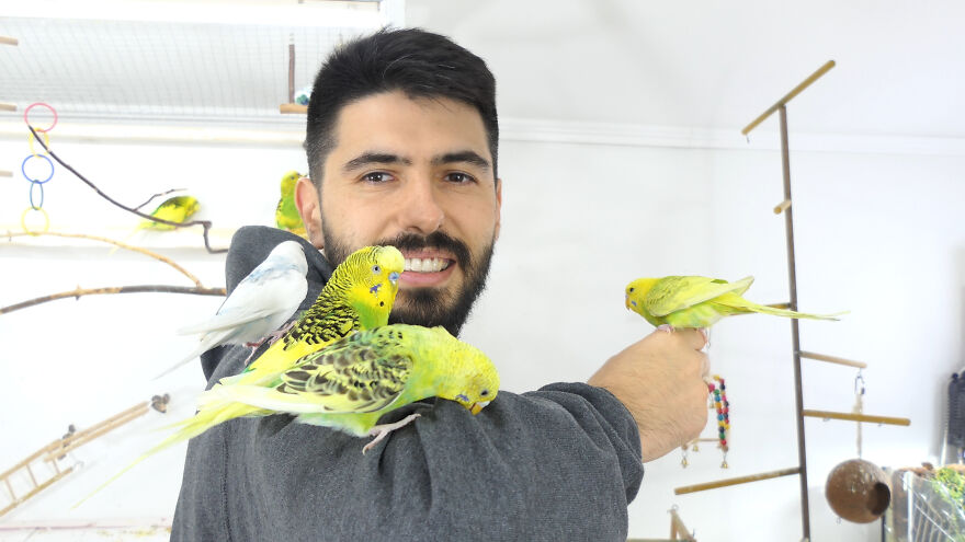 Budgie Youtube Channel Where You Can Learn About Keeping These Gentle Birds Healthy Budgie Youtube Channel Where You Can Learn About Keeping These Gentle Birds Healthy