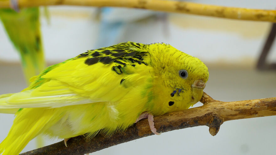 Budgie Youtube Channel Where You Can Learn About Keeping These Gentle Birds Healthy Budgie Youtube Channel Where You Can Learn About Keeping These Gentle Birds Healthy