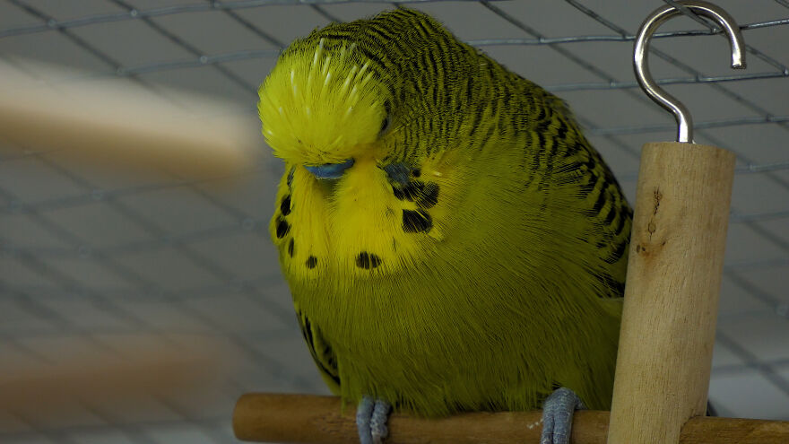 Budgie Youtube Channel Where You Can Learn About Keeping These Gentle Birds Healthy Budgie Youtube Channel Where You Can Learn About Keeping These Gentle Birds Healthy