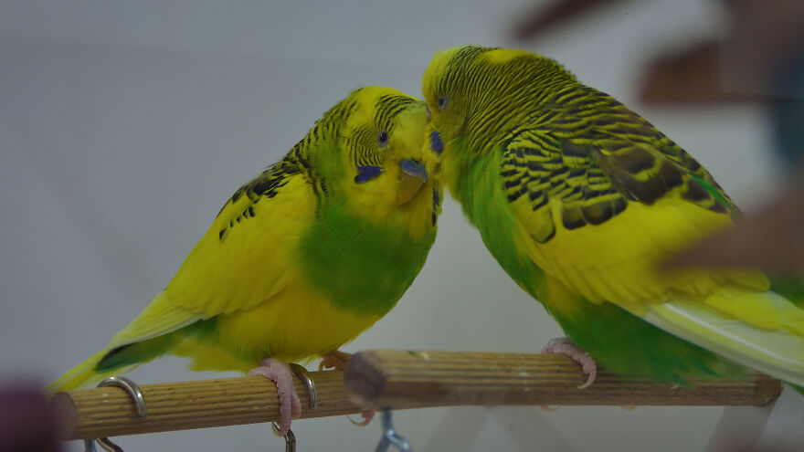 Budgie Youtube Channel Where You Can Learn About Keeping These Gentle Birds Healthy Budgie Youtube Channel Where You Can Learn About Keeping These Gentle Birds Healthy