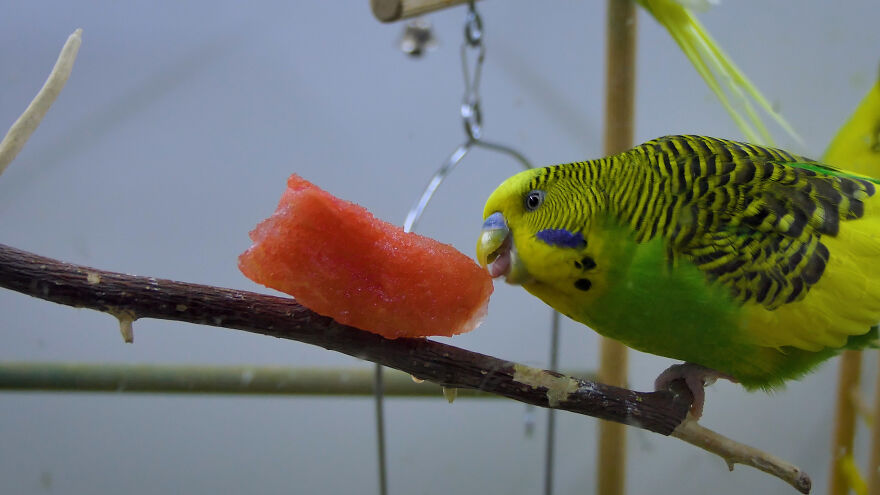 Budgie Youtube Channel Where You Can Learn About Keeping These Gentle Birds Healthy Budgie Youtube Channel Where You Can Learn About Keeping These Gentle Birds Healthy