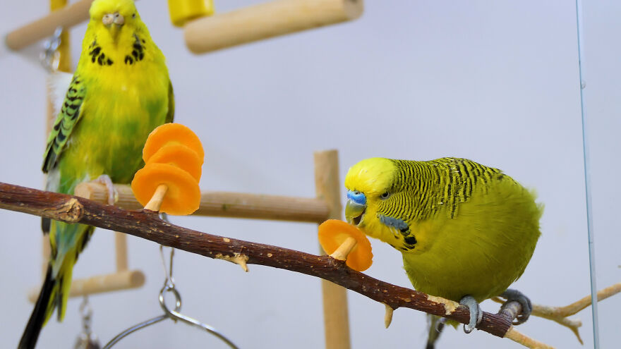 Budgie Youtube Channel Where You Can Learn About Keeping These Gentle Birds Healthy Budgie Youtube Channel Where You Can Learn About Keeping These Gentle Birds Healthy