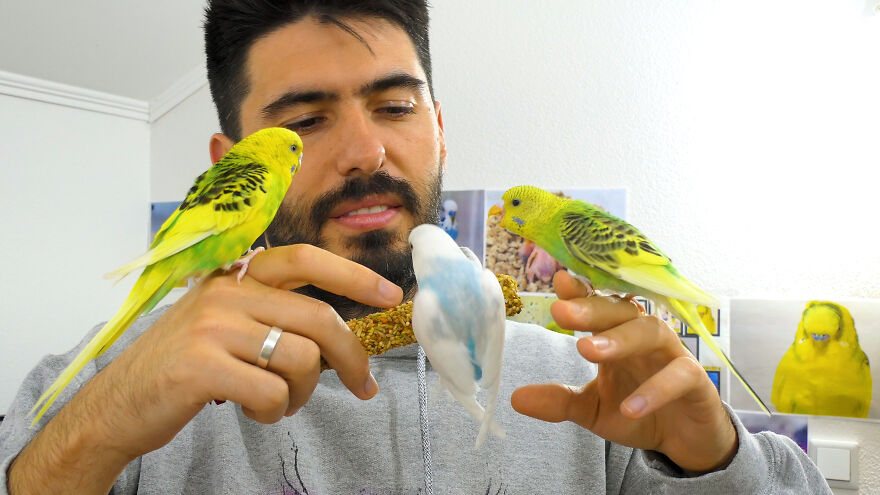 Budgie Youtube Channel Where You Can Learn About Keeping These Gentle Birds Healthy Budgie Youtube Channel Where You Can Learn About Keeping These Gentle Birds Healthy