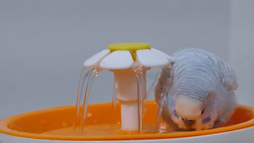 Budgie Youtube Channel Where You Can Learn About Keeping These Gentle Birds Healthy Budgie Youtube Channel Where You Can Learn About Keeping These Gentle Birds Healthy