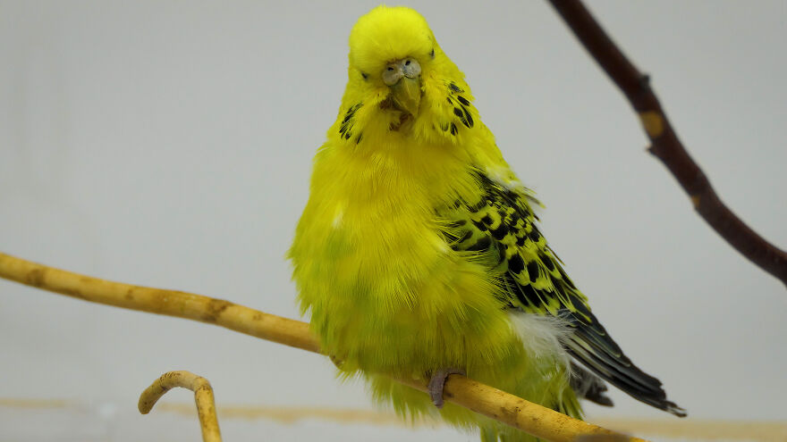 Budgie Youtube Channel Where You Can Learn About Keeping These Gentle Birds Healthy Budgie Youtube Channel Where You Can Learn About Keeping These Gentle Birds Healthy