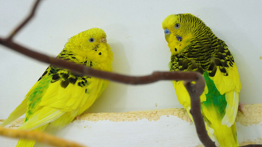 Budgie Youtube Channel Where You Can Learn About Keeping These Gentle Birds Healthy Budgie Youtube Channel Where You Can Learn About Keeping These Gentle Birds Healthy