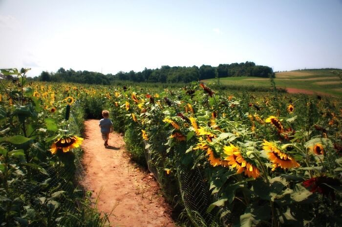 The Hills Are Alive With The Sounds Of... Sunflowers?