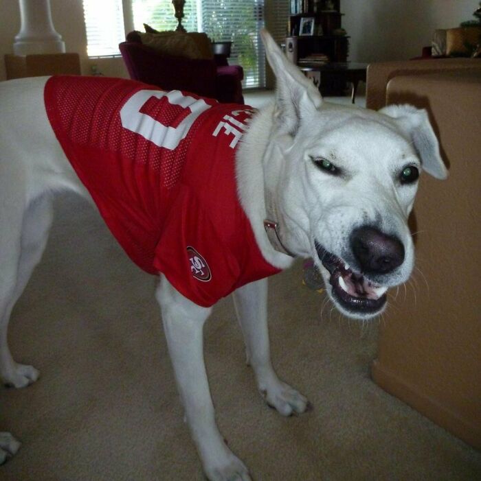 I Think Gracie Is Upset That The Niners Missed The Playoffs