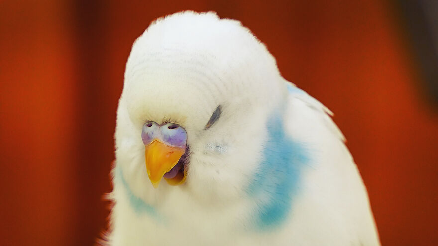 Budgie Youtube Channel Where You Can Learn About Keeping These Gentle Birds Healthy Budgie Youtube Channel Where You Can Learn About Keeping These Gentle Birds Healthy