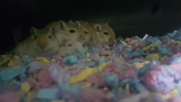 My Christmas Gerbils Lucifer, Fish, Chip, Bubble And Squeak