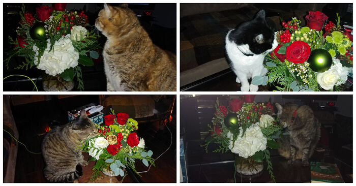 Flowers Sent By My Brother.. Approved By My Cats.