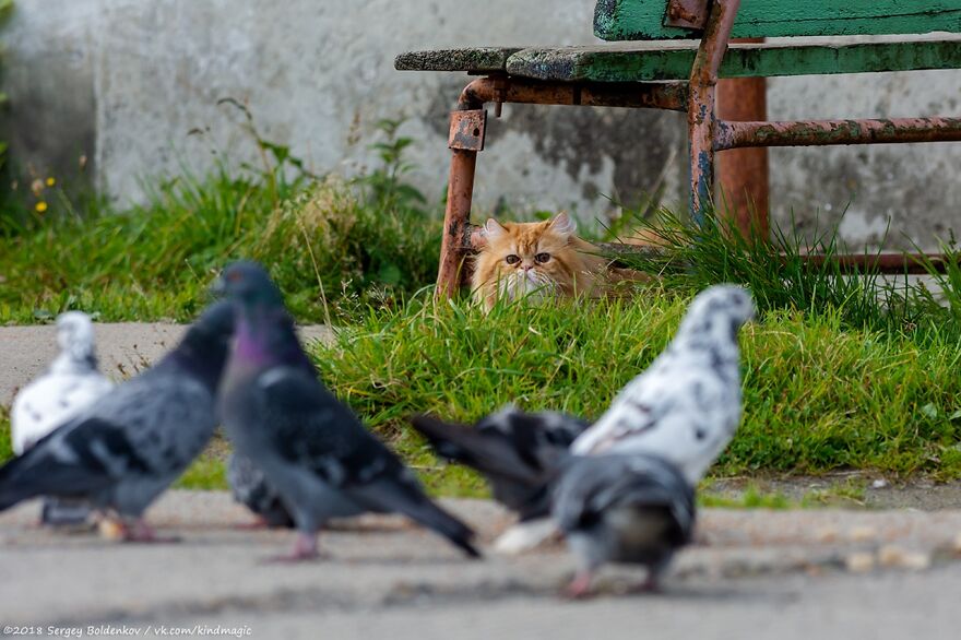 This Photographer Managed To Capture The Step-By-Step Process Of A Cat Chasing Pigeons (15 Pics)