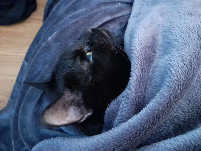 Regen Is Taking A Nap, All Snuggled Up In A Warm Blanket.