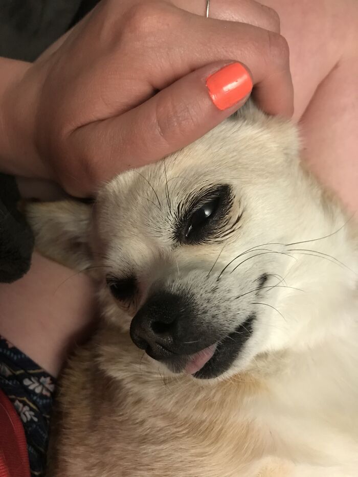 You Could Always Tell When My Chihuahua Julie Was Content 🥰