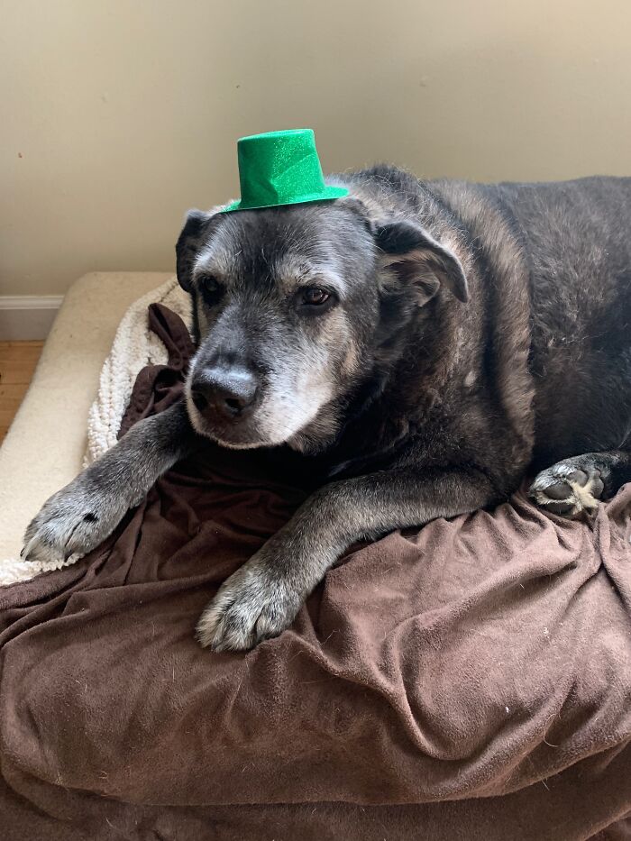 97 In Dog Yrs And Still Cute Enough For Hats