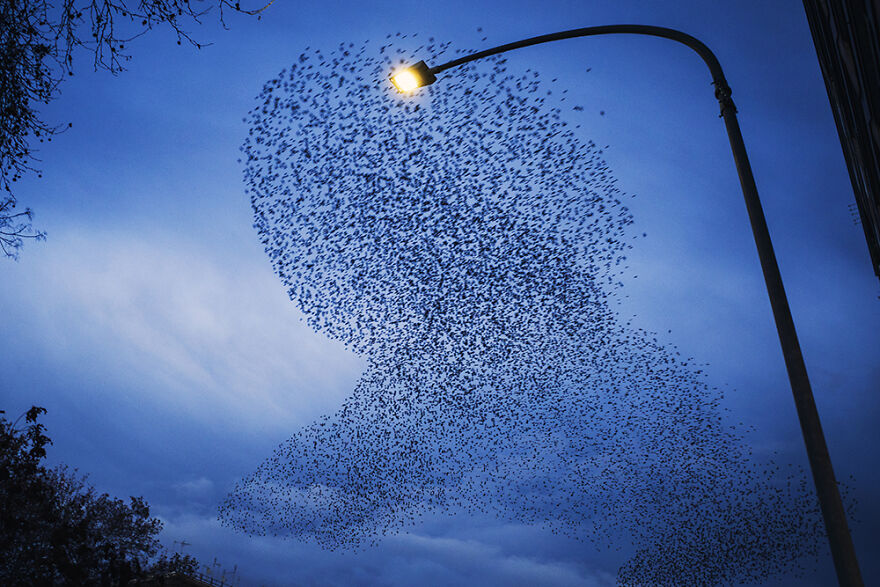 Day 2: Everyone In Rome Knows How Magic Is A Flock Of Starlings That Paints Figures In The Sky (Less Beautiful Is When You Leave Your Car Under A Tree Where They “Rest”, But It’s A Different Story). I Didn’t See Starlings Since Longtime And I Was Very Happy Today When I’ve Seen A Flock Above My Eyes.