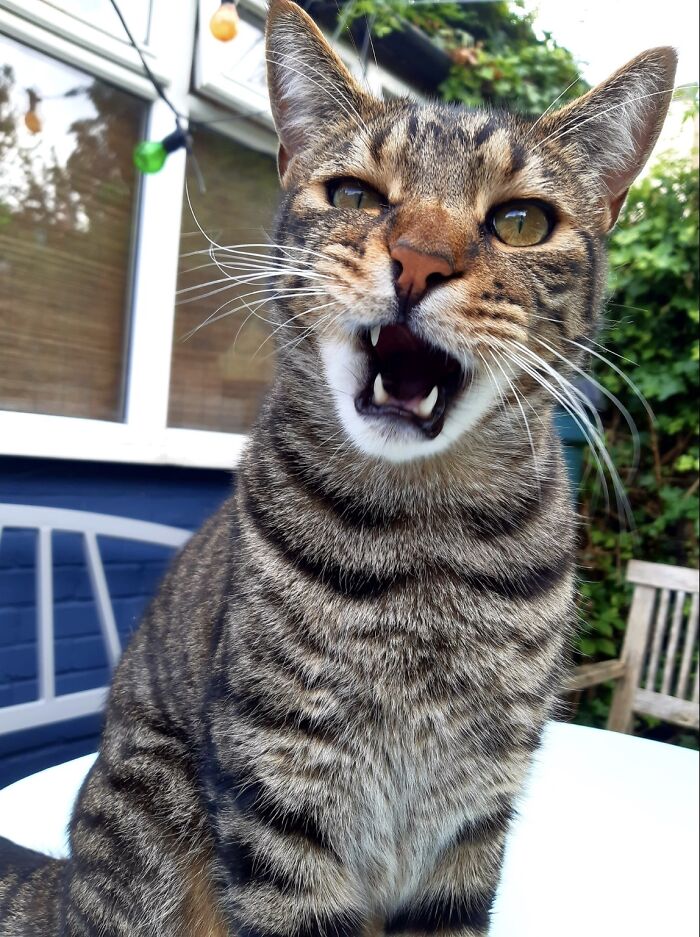 Alfie, He Doesn’t Miss Any Of His Fangs, Just Looks Like It. 😺