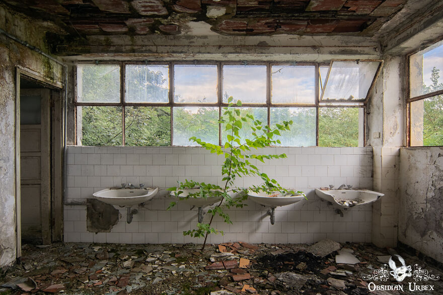 A Sapling Grows In The Bathroom Of An Old Sanatorium In The Italian Mountains