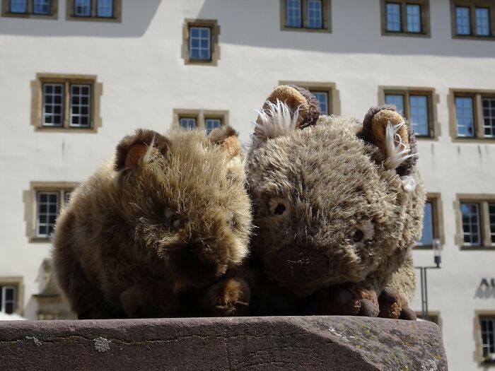 Russell The Wombat Has Been My "Best Friend" And Travel Companion For Many Years. Three Years Ago His Little Brother Billy Joe Arrived, And Since Then They Have Been Inseparable.