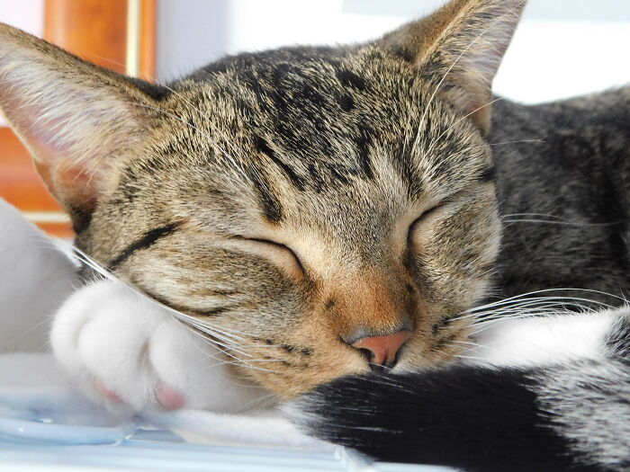 Sleeping Kitty-Cat
