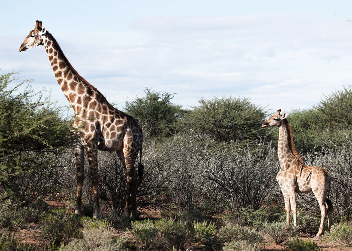 For The First Time Ever, Scientists Discover Dwarf Giraffes Standing At Just 9 Ft In Namibia And Uganda