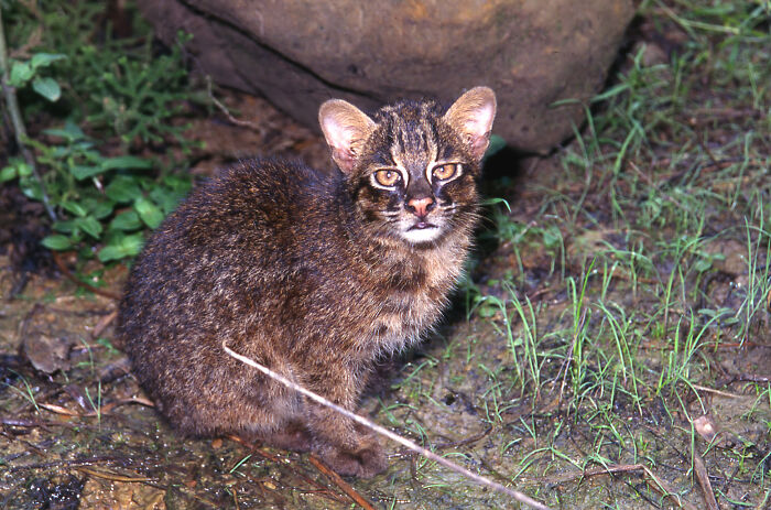 Iriomote-Yamaneko ("Iriomote Mountain Cat")