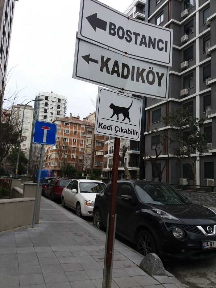 “(Attention!) Any Cat Can Jump On The Road” Is Written On The Signboard For Drivers. Where Wouldn’t It Come From??