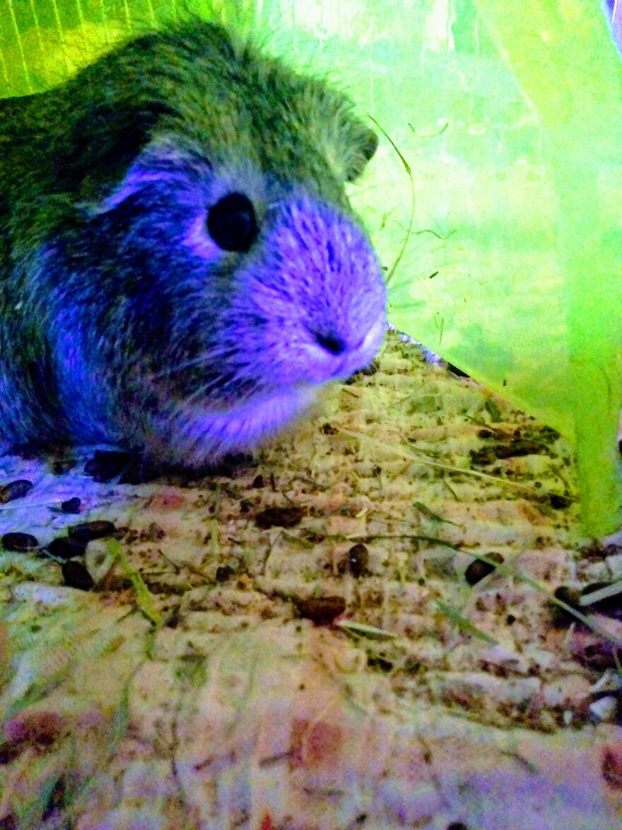I'm Not Usually A Big Fan Of Photo Filters, But Who Doesn't Want A Green And Purple Guinea Pig? Here's Ruby Two Electric Boogaloo. You Can Call Her Boogie
